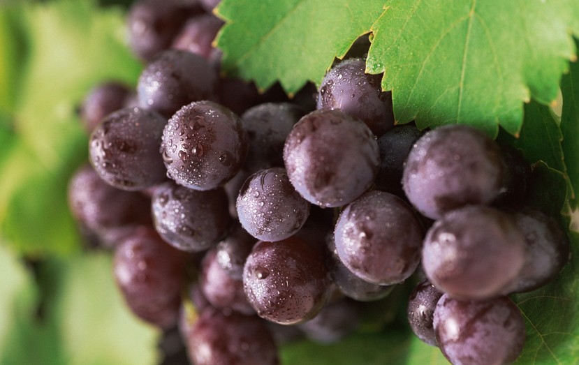 “葡萄美酒夜光杯”，敦煌陽關(guān)葡萄最甜美