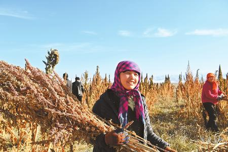 藜麥香飄新家園——天?？h易地扶貧搬遷工作掠影