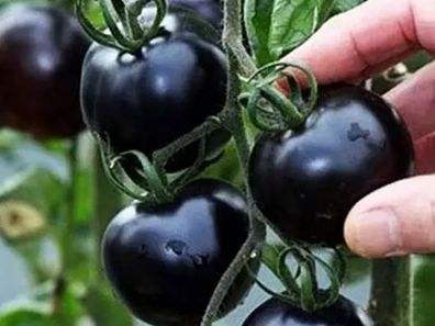 快看！蘭州新區(qū)高優(yōu)新特圣女果“黑羅漢”成熟待摘