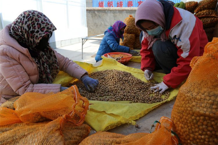 了不起！甘肅定西馬鈴薯良種出口7個國家