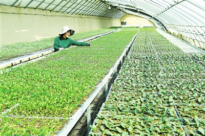 臨夏市農業(yè)技術推廣服務中心培育10多萬株菜苗相繼上市