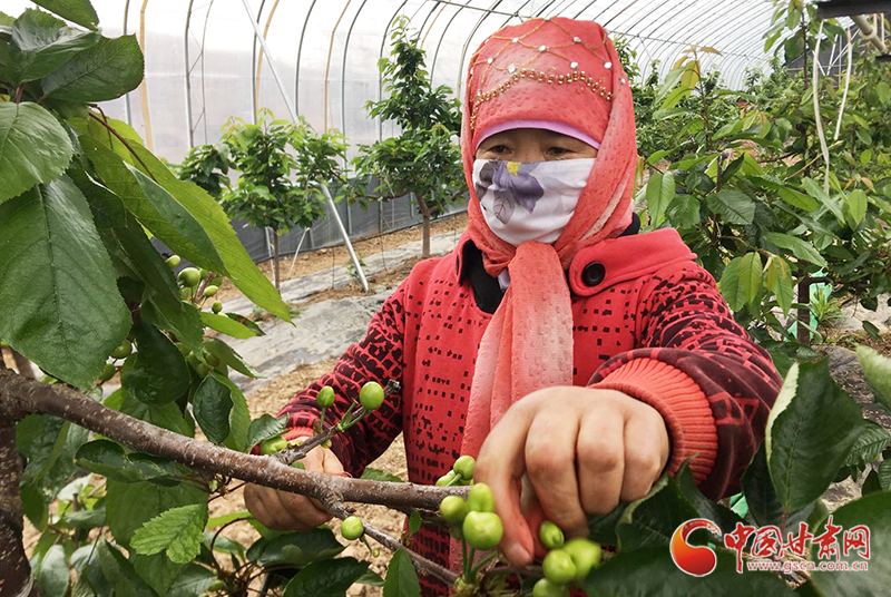 【甘肅省決戰(zhàn)決勝脫貧攻堅】天水張家川：設施農業(yè)助村民就地增收致富（圖）