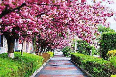 【印象隴原】去兩當(dāng)，與櫻花赴約