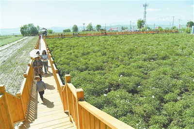 臨夏市枹罕鎮(zhèn)王坪村油用紫斑牡丹農(nóng)民專(zhuān)業(yè)合作社