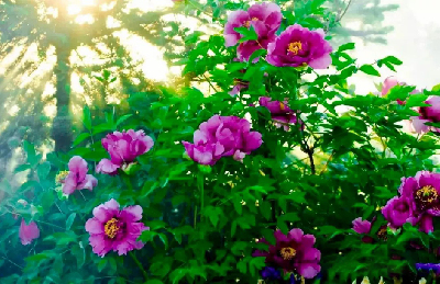 【“甘味”故事】“百花王”駕到！國色傾城正當時