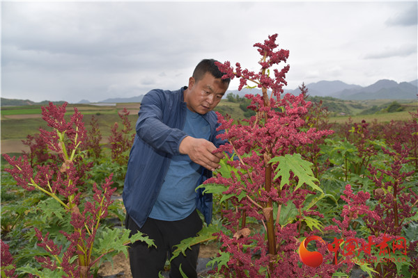 定西渭源會川鎮(zhèn)：大黃種出產(chǎn)業(yè)發(fā)展新路子（視頻+組圖）