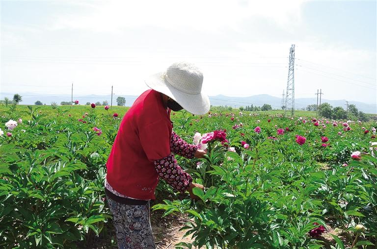 臨夏縣井溝鄉(xiāng)果園山村因地制宜發(fā)展花卉苗木產業(yè)