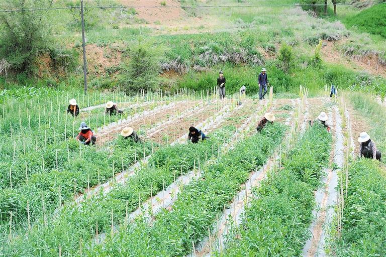 臨夏州東鄉(xiāng)縣今年種植的1700畝金銀花長(zhǎng)勢(shì)良好