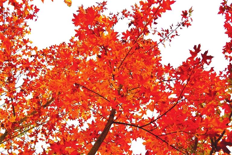 出彩啦！蘭州高校秋景驚艷來(lái)襲，快到秋日調(diào)色盤(pán)里pick你的母校