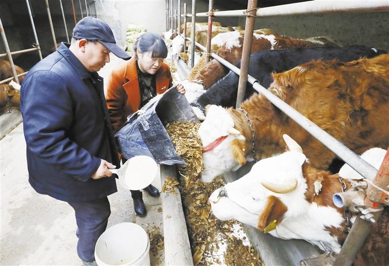 我和我的家鄉(xiāng)丨定西臨洮縣黨家墩村：“?！碑a(chǎn)業(yè)帶來(lái)“?！比兆?>
        </a><em>我和我的家鄉(xiāng)丨定西臨洮縣黨家墩村：“?！碑a(chǎn)業(yè)帶來(lái)“牛”日子</em></li>
    <li><a  target=