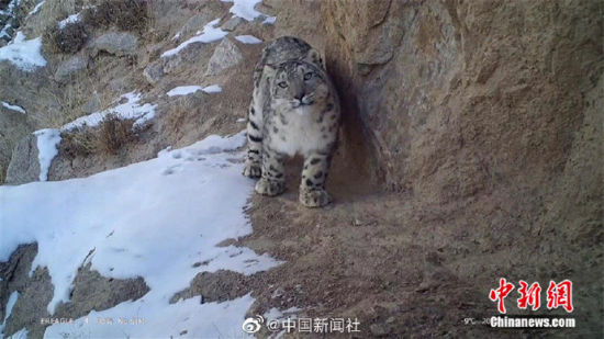 精靈漫步！甘肅阿克塞祁連山深處現(xiàn)雪豹身影
