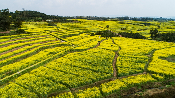 千余畝油菜花盛開。廖濤 攝