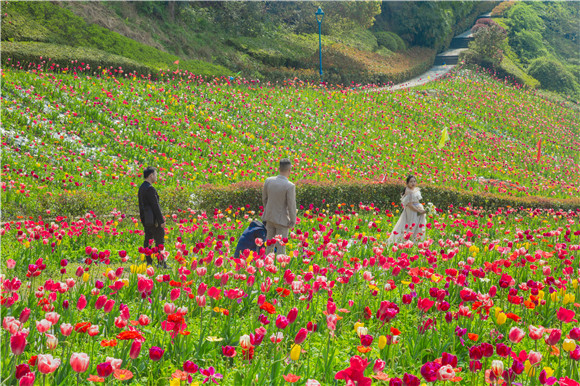 花海間，拍上一組美美的婚紗照。羅云希 攝