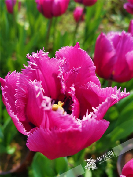 特色郁金香品種，花邊呈鋸齒狀。華龍網(wǎng)—新重慶客戶端記者 舒婷 攝