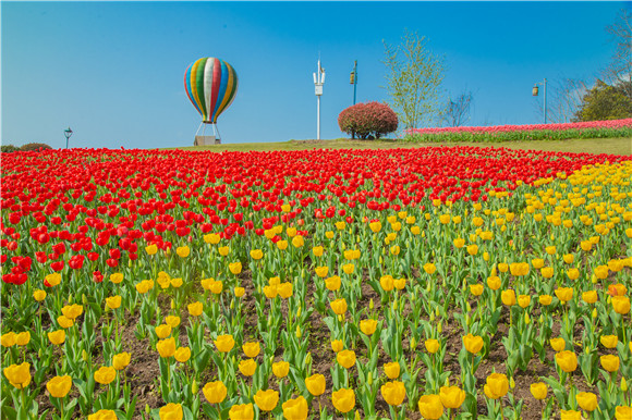 長(zhǎng)壽湖郁金香開(kāi)得正好。羅云希 攝