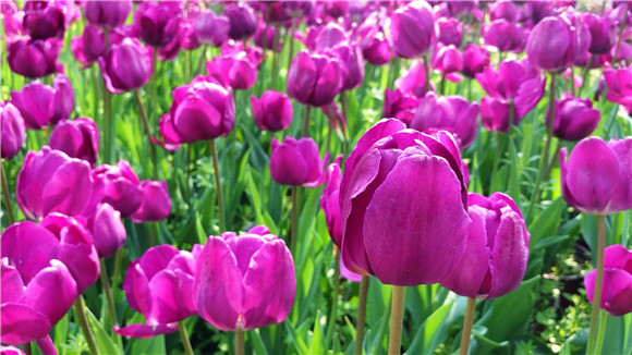 紫色郁金香。華龍網(wǎng)—新重慶客戶端袁舒含 攝