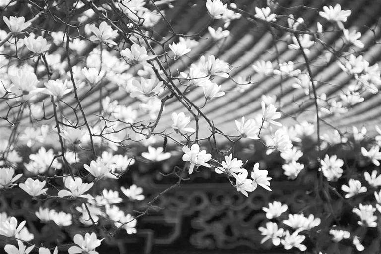 天水雙玉蘭堂，吟杜甫詩(shī) 煎泉水茶 賞白石書法