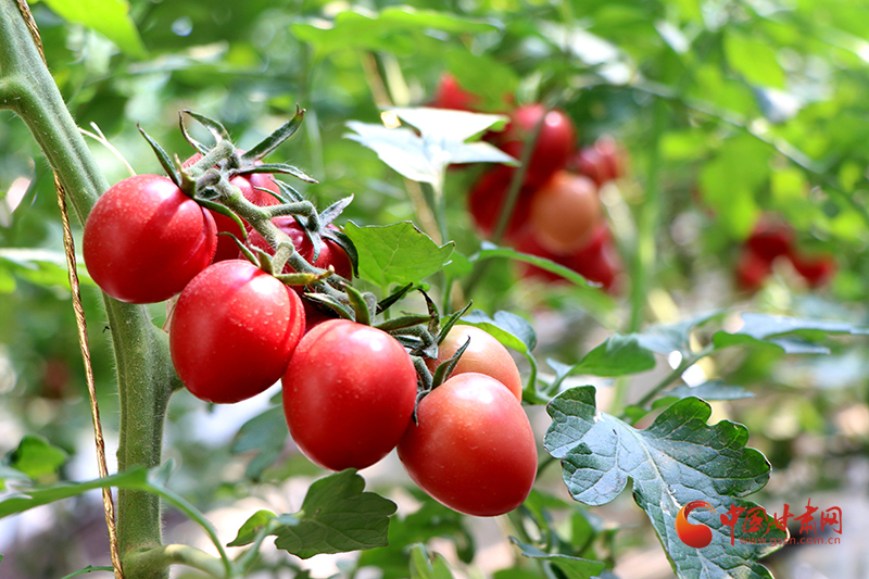 民勤：“水果西紅柿”長(zhǎng)勢(shì)喜人 銷售走俏