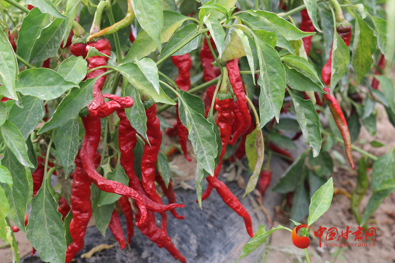 【小康圓夢·看甘肅】高臺(tái)羅城鎮(zhèn)：“辣”出產(chǎn)業(yè)路 “椒”出致富經(jīng)