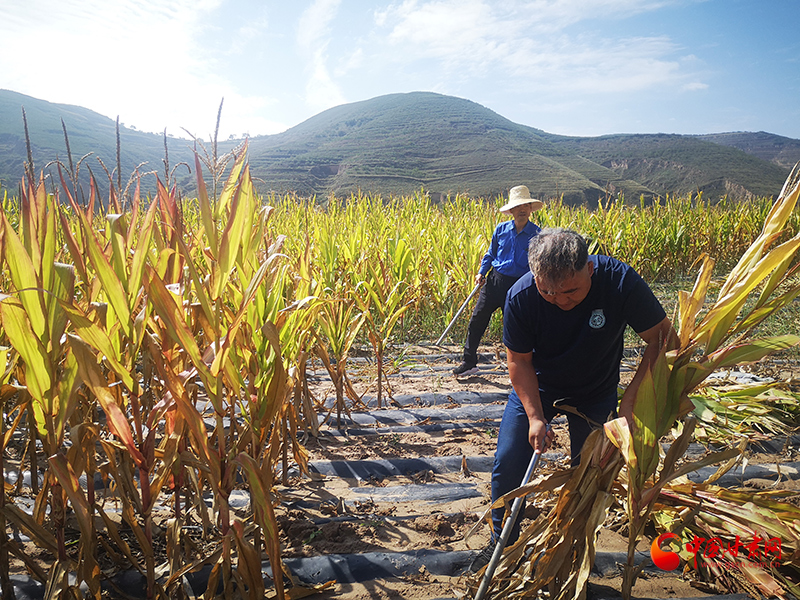 【慶豐收 感黨恩】定西安定：劉鴻奎的豐收節(jié)！