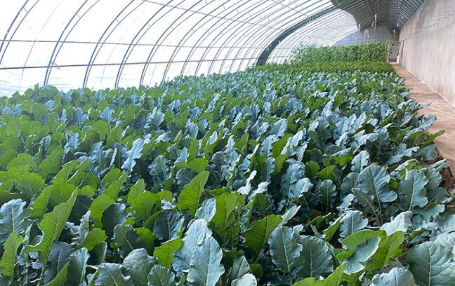 【小康圓夢·看甘肅】靈臺梁原鄉(xiāng)：富民產(chǎn)業(yè)齊發(fā)展 鄉(xiāng)村振興正當(dāng)時(shí)