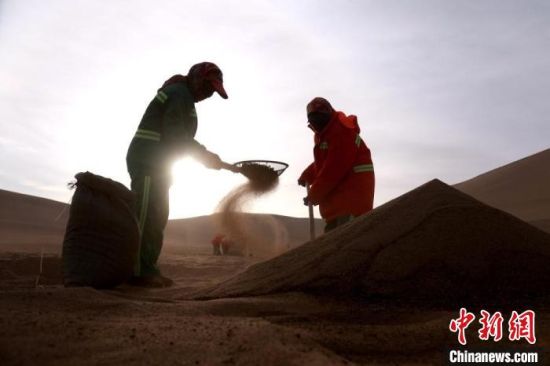 圖為“駱駝保姆”用土方法清理駝糞?！垥粤?攝