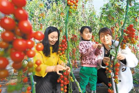 酒泉市肅州區(qū)東洞戈壁產(chǎn)業(yè)園里的圣女果、人參果陸續(xù)成熟上市