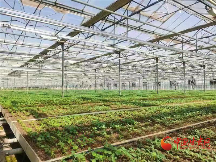 【小康路上看老鄉(xiāng)】蘭州榆中馬鈴薯種薯產(chǎn)業(yè)走上新臺(tái)階