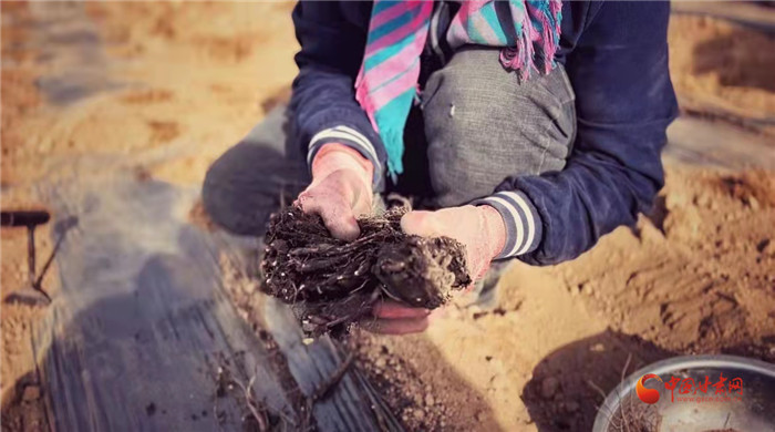 【隴拍客】好消息！榆中縣馬坡鄉(xiāng)在高海拔的馬銜山山麓種植1500畝當歸