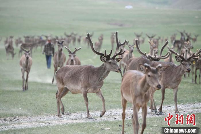 圖為肅南縣馬鹿養(yǎng)殖場內(nèi)的鹿群?！钇G敏 攝