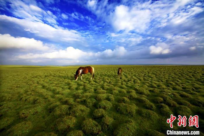 圖為甘肅甘南藏族自治州草原風光。(資料圖) 艾慶龍 　攝