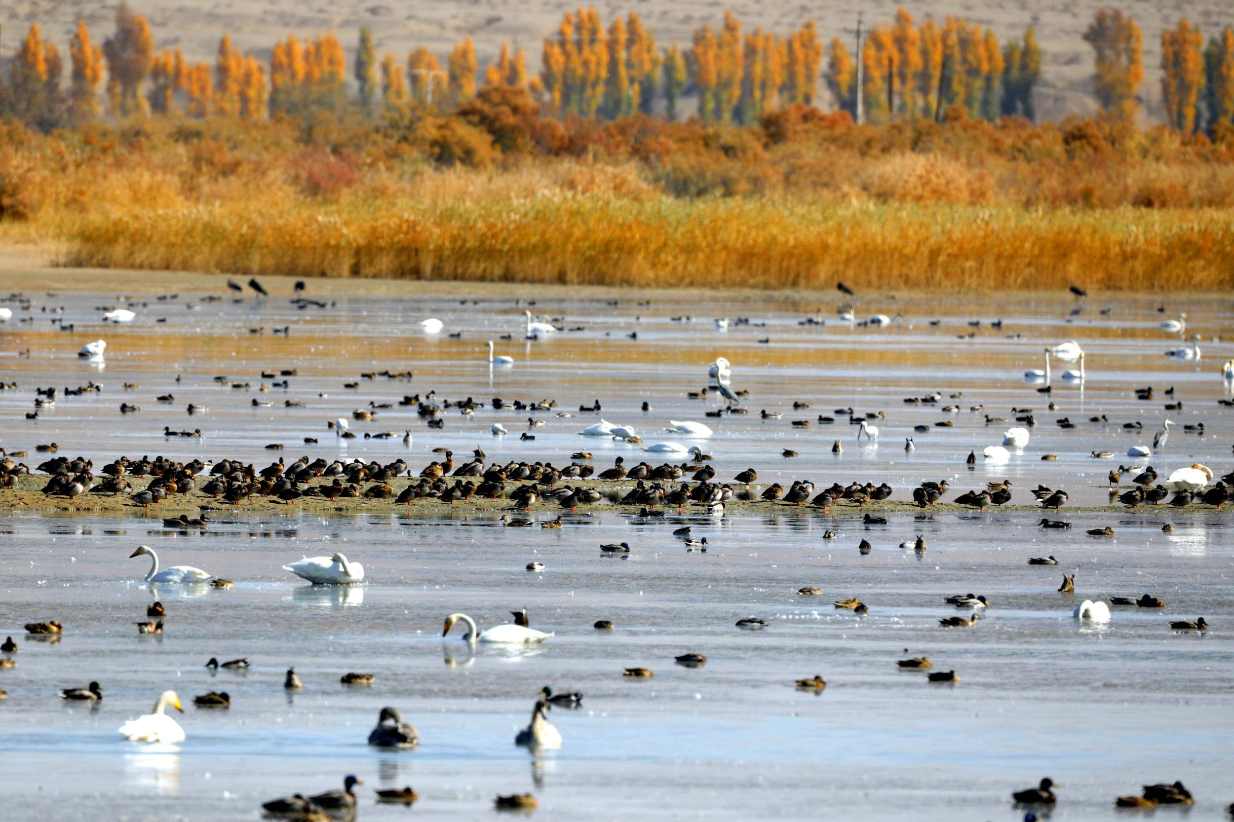 天鵝飛抵高臺(tái)縣黑河濕地嬉戲覓食、棲息越冬。尹昭霞攝