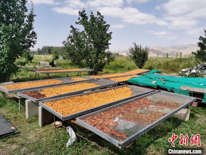 圖為肅北蒙古族自治縣的“李廣杏”。(資料圖) 受訪者供圖