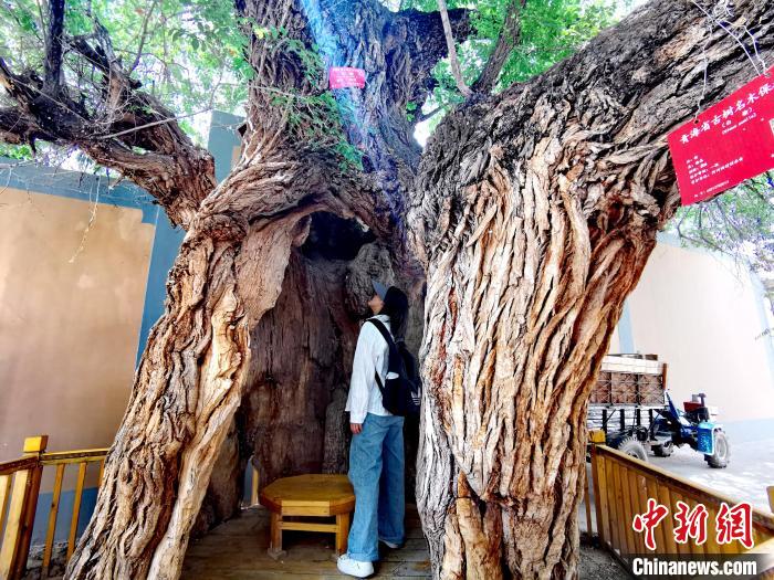 青海海東市阿河灘地質(zhì)文化村：古樹新枝、丹山碧水