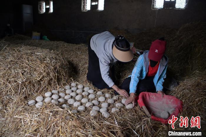 酒曲成型之后入曲房，入室之前要灑水，再鋪青稞草，防止曲塊的水分被吸走，曲房內(nèi)有通風(fēng)道、窗戶、暖氣、電熱爐等各種控制曲房溫度的設(shè)備。圖為5月10日，工作人員將成型的曲塊搬運到曲房。九美旦增　攝