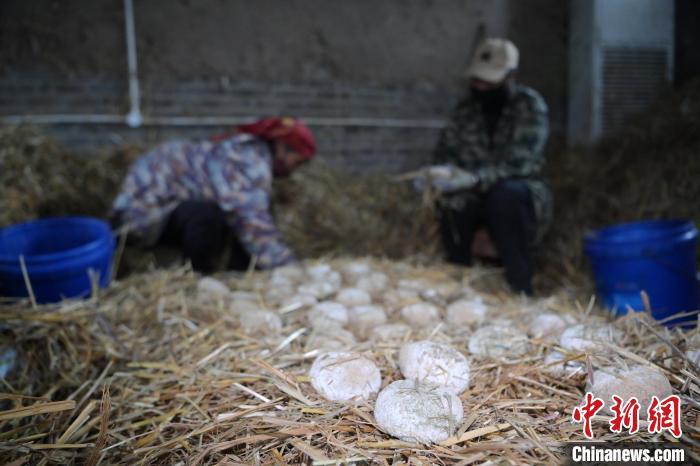 酒曲從曲坯入房培養(yǎng)到培養(yǎng)結(jié)束，整個培養(yǎng)周期控制在4至8天，曲坯的要求光滑，軟硬適宜，手按曲坯不松散，結(jié)實，薄厚一致。圖為5月10日，工作人員準(zhǔn)備將培養(yǎng)好的曲坯拿到外面晾曬。九美旦增　攝