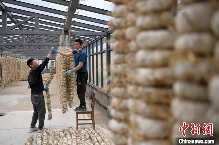 圖為5月10日，工作人員將用青稞面和青稞草等制成的曲坯用繩子串起來晾曬。九美旦增　攝