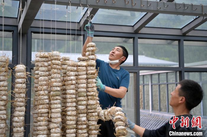 圖為5月10日，工作人員將用青稞面和青稞草等制成的曲坯用繩子串起來晾曬。九美旦增　攝