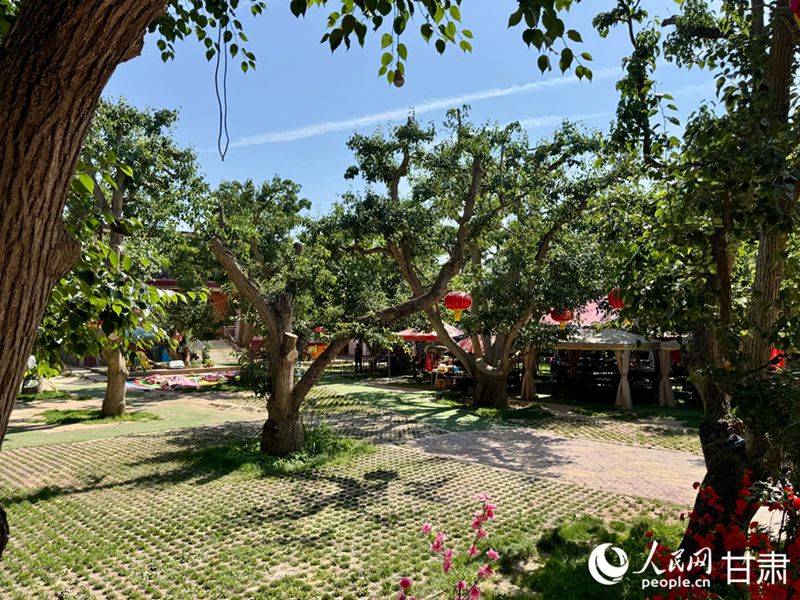 什川古梨園。人民網(wǎng)記者 焦隆攝