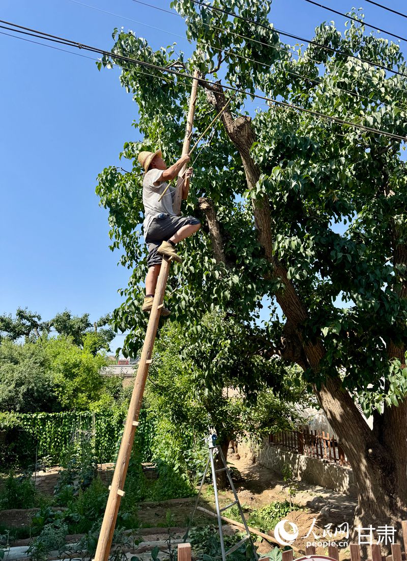 什川古梨園果農(nóng)魏至玉正踩著蜈蚣梯修剪自家的百年梨樹。人民網(wǎng)記者 焦隆攝