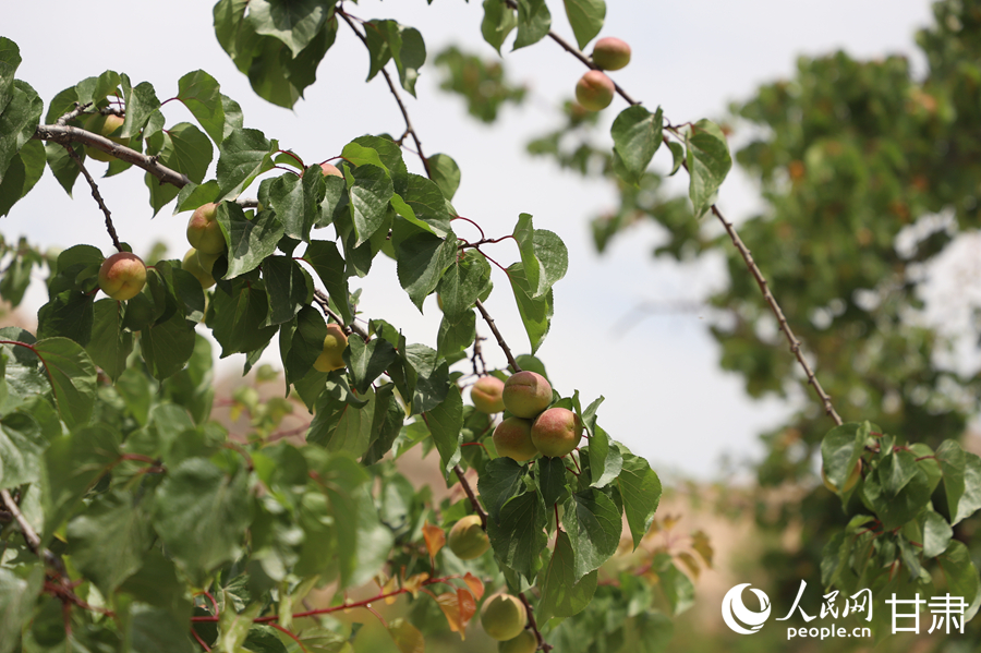 蘭溝村百畝杏林的杏子即將成熟。人民網(wǎng)記者 焦隆攝