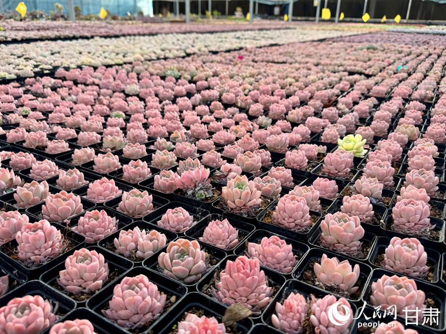 蘭州鑫源現(xiàn)代農(nóng)業(yè)休閑觀光旅游景區(qū)多肉大棚。人民網(wǎng)記者 焦隆攝