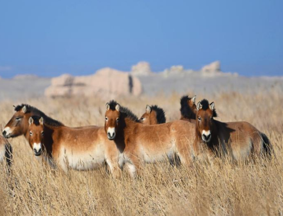 敦煌西湖保護(hù)區(qū)普氏野馬扎根故土
