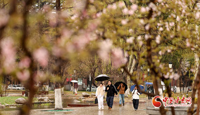 蘭州：細雨綿綿 大學(xué)校園春意濃